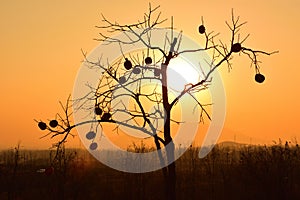 The silhouette of a persimmon tree under the golden sunset